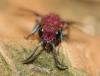 Chrysura cuprea